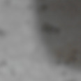 mauro79